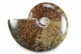 Polished Ammonite (Cleoniceras) Fossil - Madagascar #364956-1